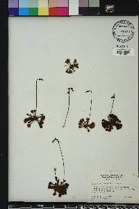 Drosera capillaris image