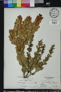 Lyonia fruticosa image
