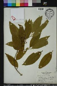 Damburneya coriacea image