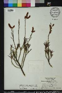 Polygonella fimbriata image