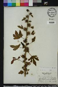 Hibiscus acetosella image