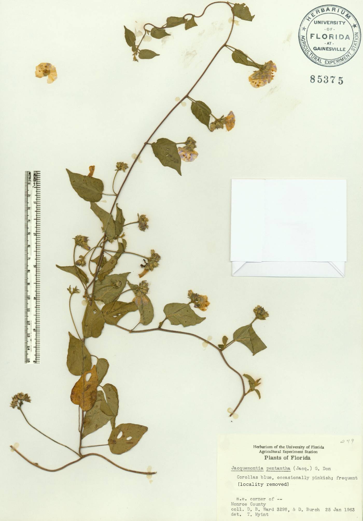 Jacquemontia pentantha image