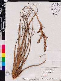 Tillandsia balbisiana image