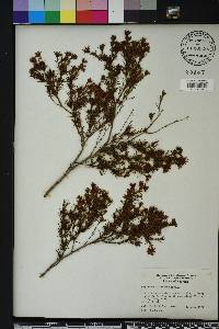 Hypericum fasciculatum image