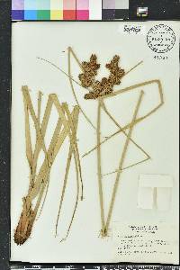 Cyperus ligularis image