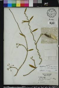 Funastrum clausum image