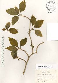 Schisandra glabra image