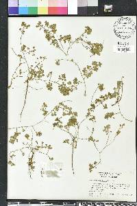 Desmodium tortuosum image