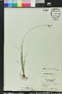 Fimbristylis puberula image