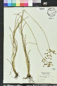 Fimbristylis caroliniana image