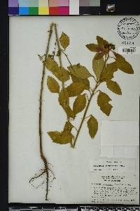 Euphorbia cyathophora image