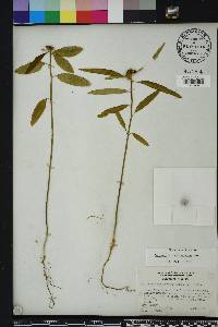 Euphorbia cyathophora image