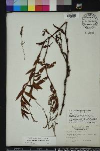 Persicaria setacea image