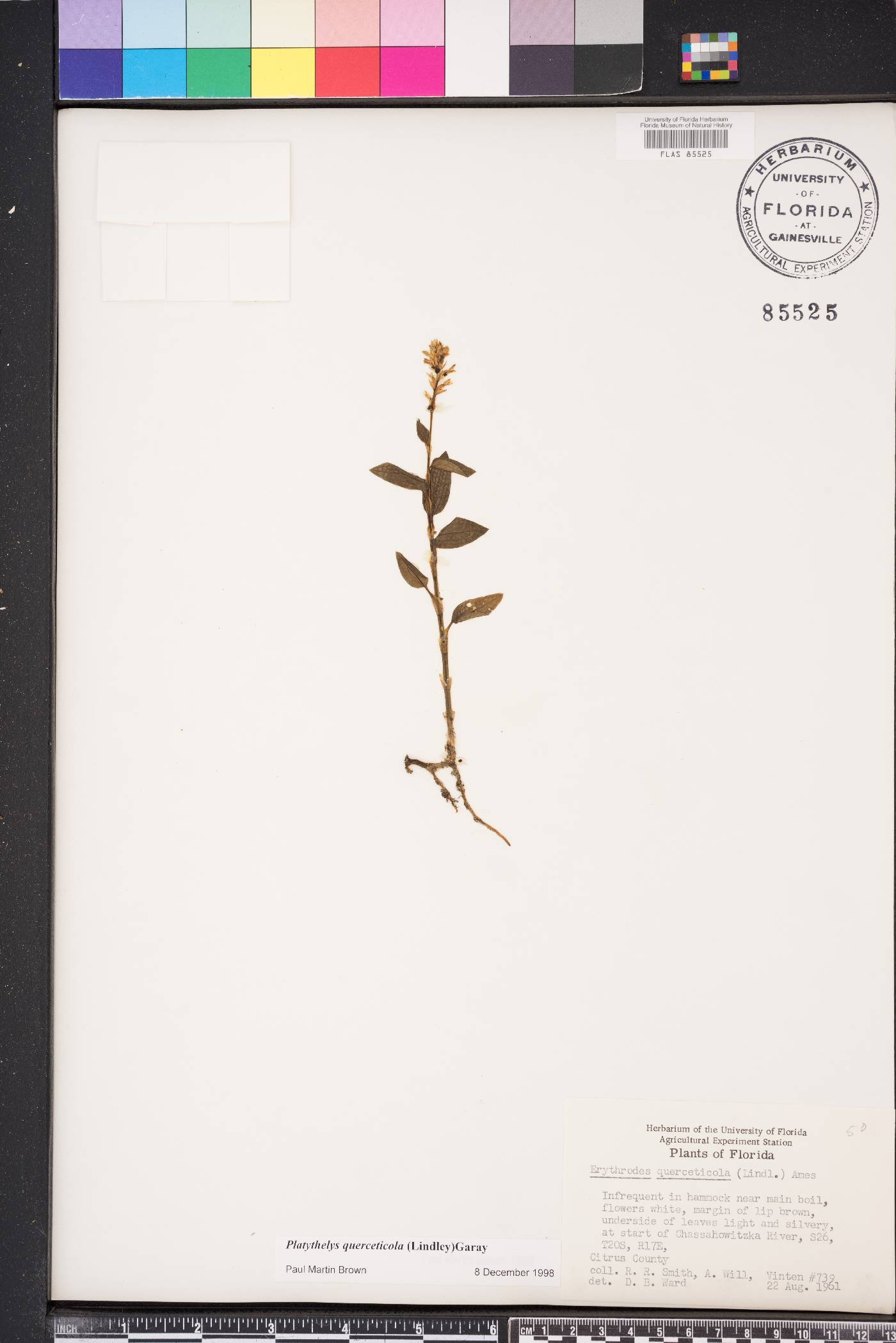 Platythelys querceticola image