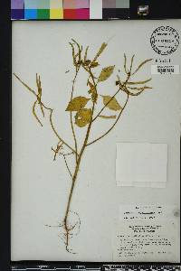 Euphorbia cyathophora image