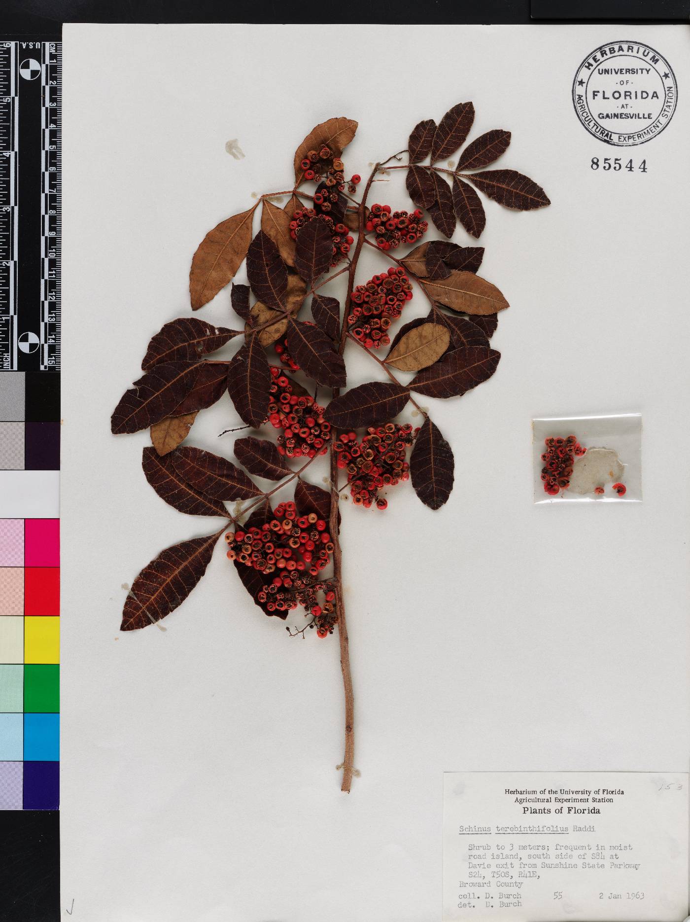 Schinus terebinthifolia image