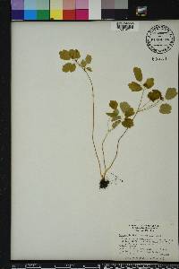 Anemonella thalictroides image