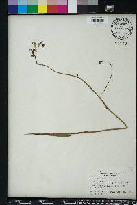 Lobelia paludosa image