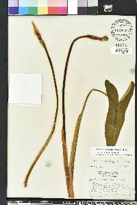 Peltandra sagittifolia image