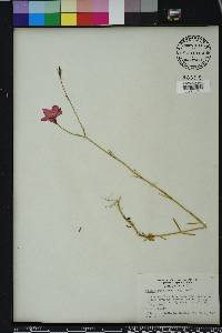 Sabatia grandiflora image