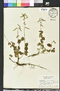 Desmodium incanum image