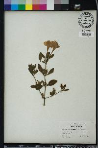 Ruellia caroliniensis image