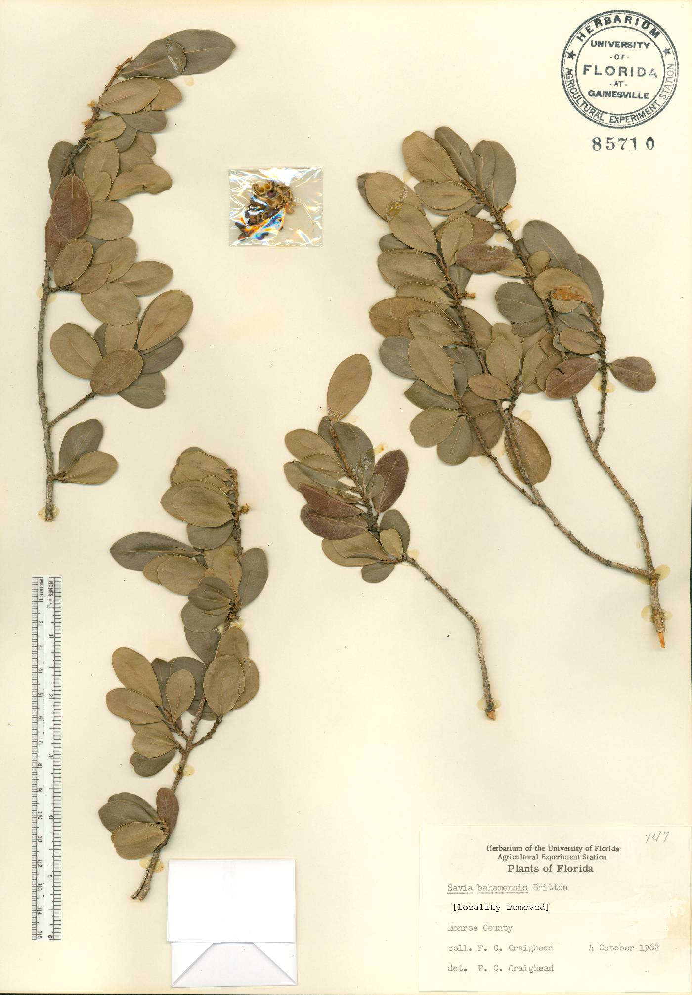 Heterosavia bahamensis image