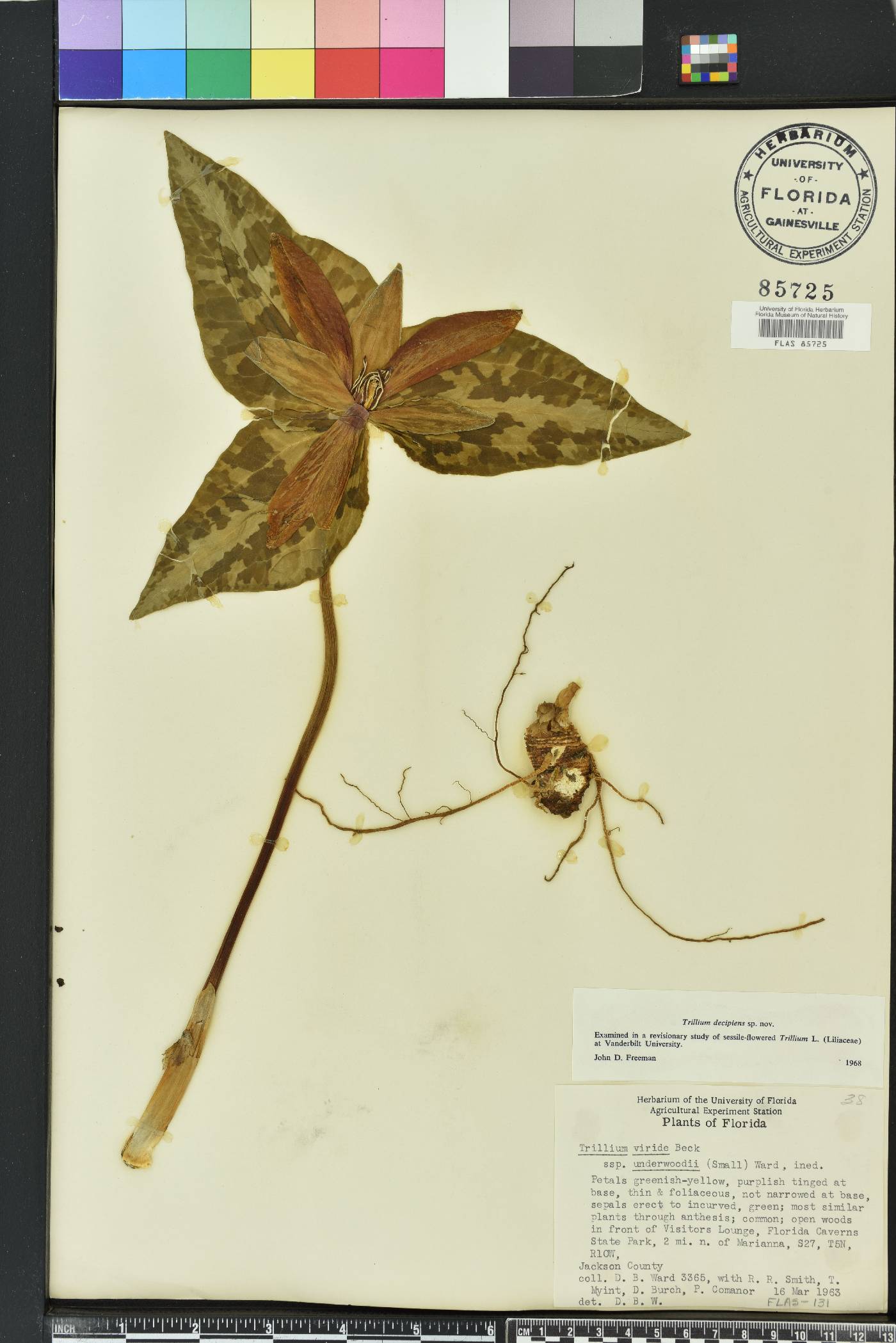 Trillium decipiens image