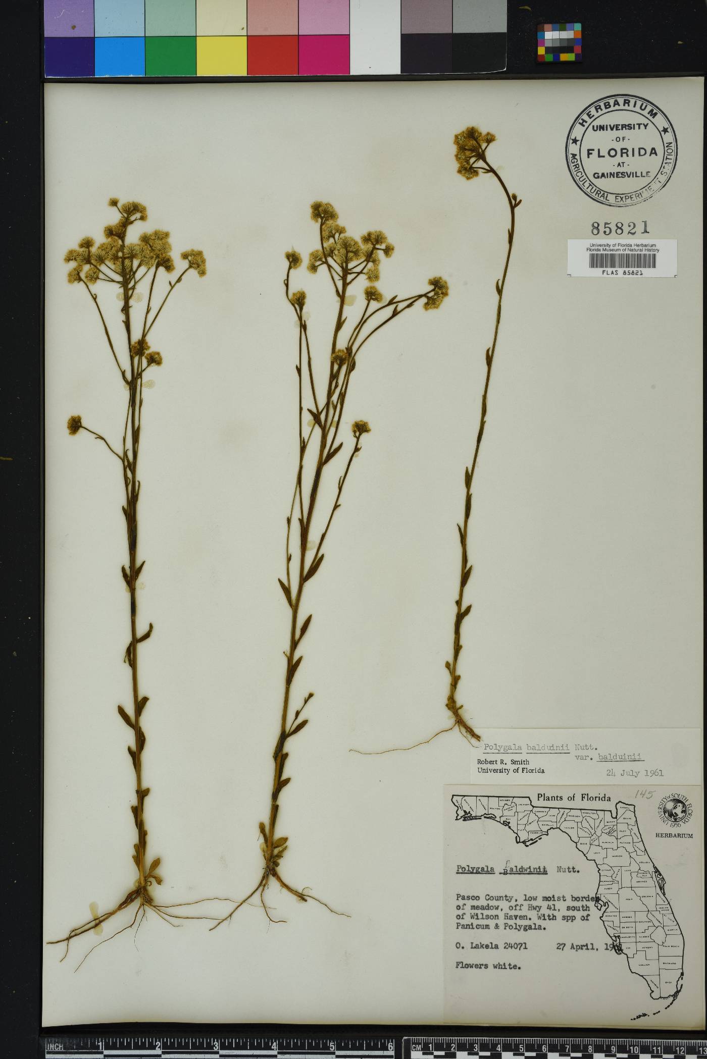 Polygala balduinii var. balduinii image