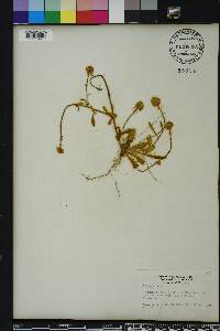 Polygala lutea image