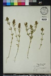 Polygala cruciata image