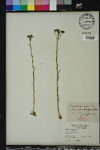 Polygala ramosa image