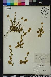 Polygala lutea image