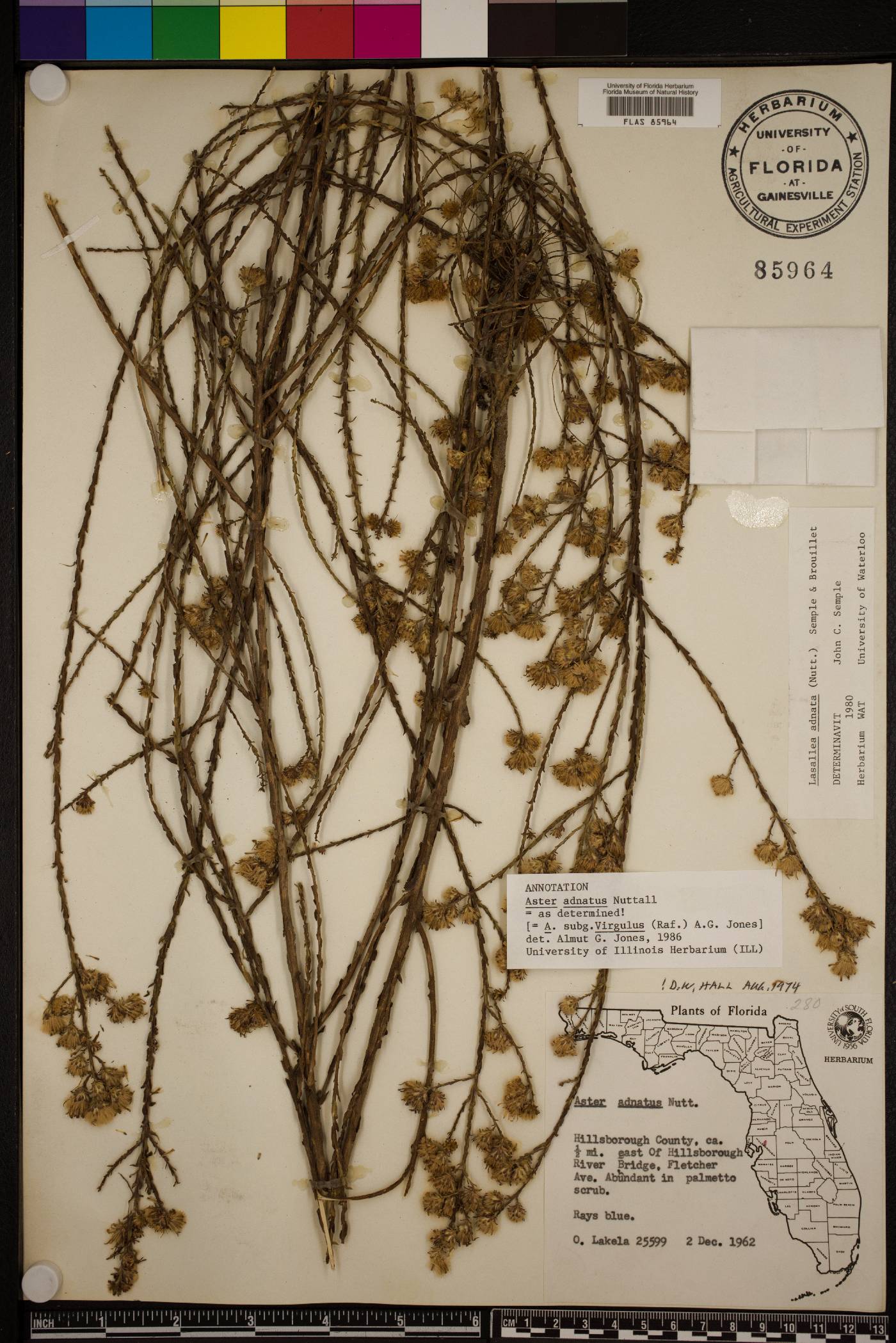 Symphyotrichum adnatum image