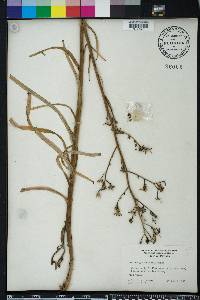 Lactuca graminifolia image