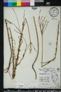 Oenothera simulans image