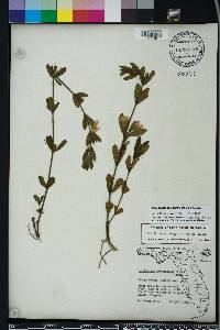 Dyschoriste oblongifolia image