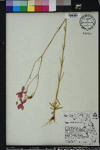 Sabatia grandiflora image