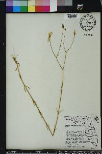 Sabatia grandiflora image