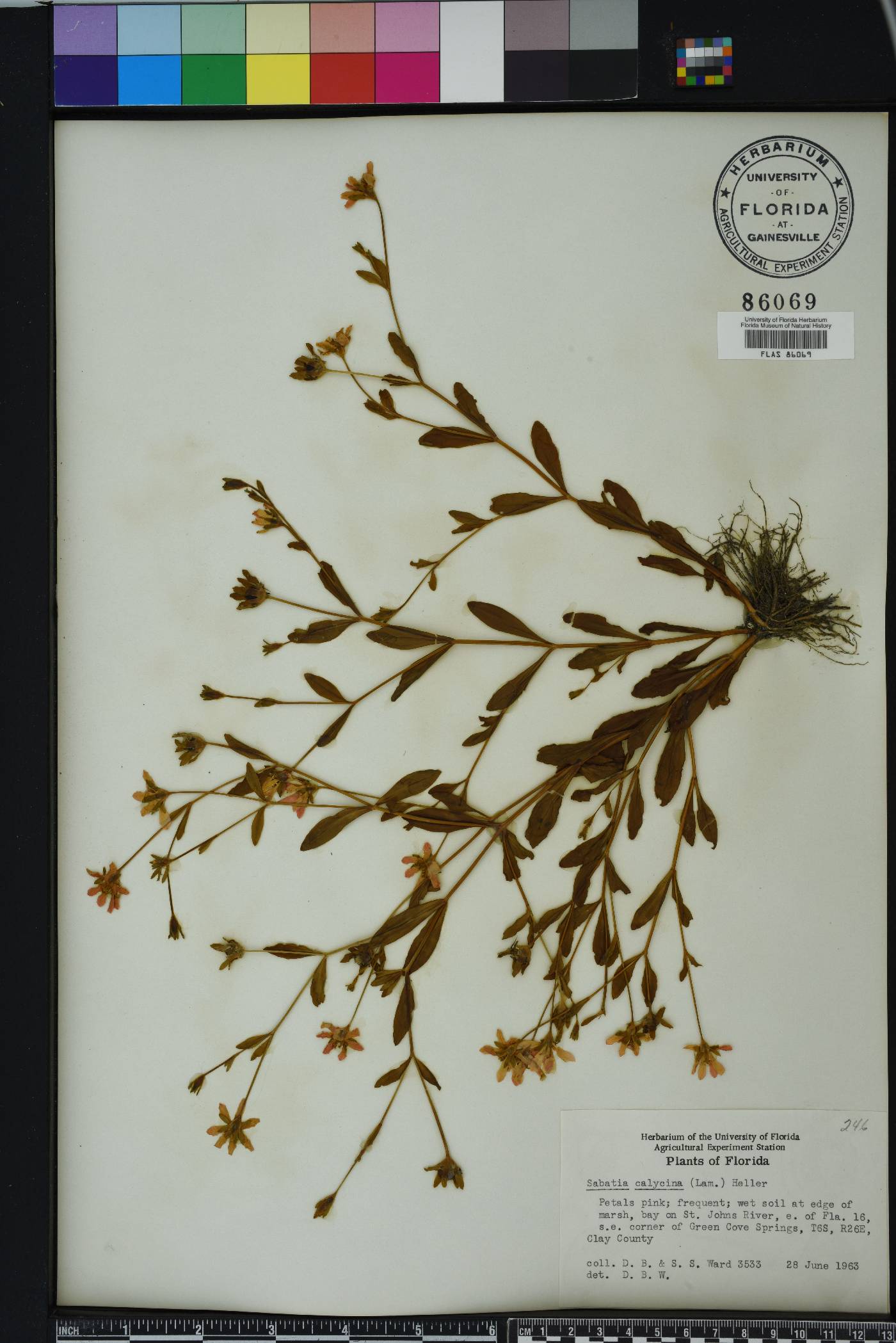 Sabatia calycina image