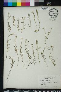 Campanula floridana image