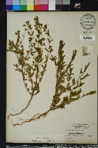 Chamaesyce hyssopifolia image