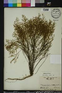 Lechea sessiliflora image