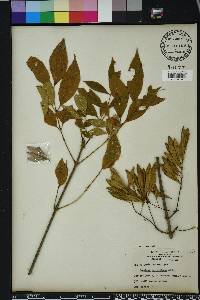 Fraxinus caroliniana image