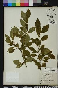 Ilex ambigua image