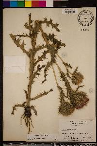 Cirsium horridulum image