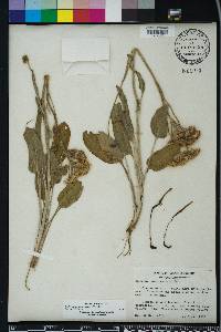 Packera tomentosa image