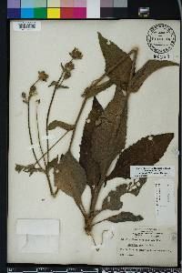 Silphium asteriscus image