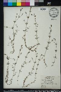 Galium obtusum image