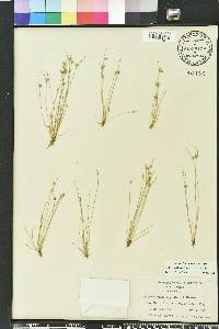 Isolepis carinata image